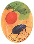 Flea Beetle.